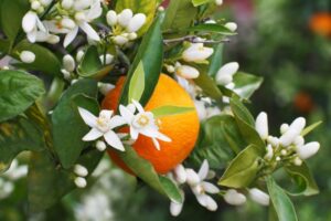 fiori d'arancio rilassanti