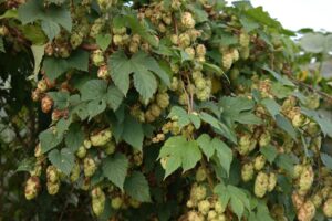 Humulus Lupulus Estratto Rilassante