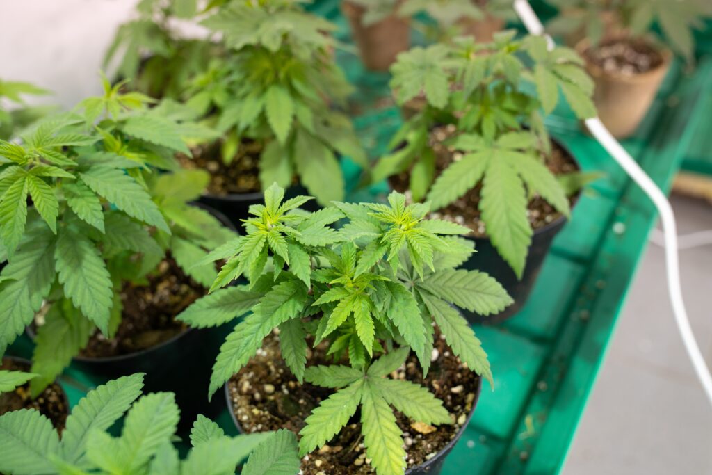 piantine cannabis legale Crystalweed