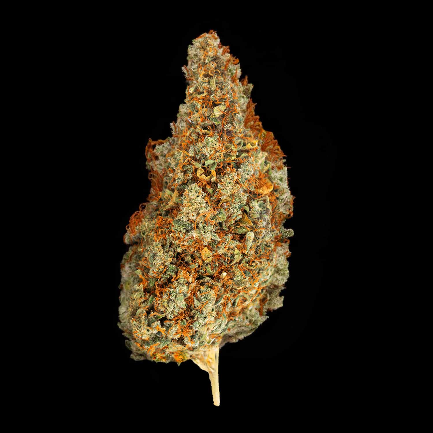 Primo piano di infiorescenza Super Skunk CBD Crystalweed, compatta e resinosa, su sfondo nero.