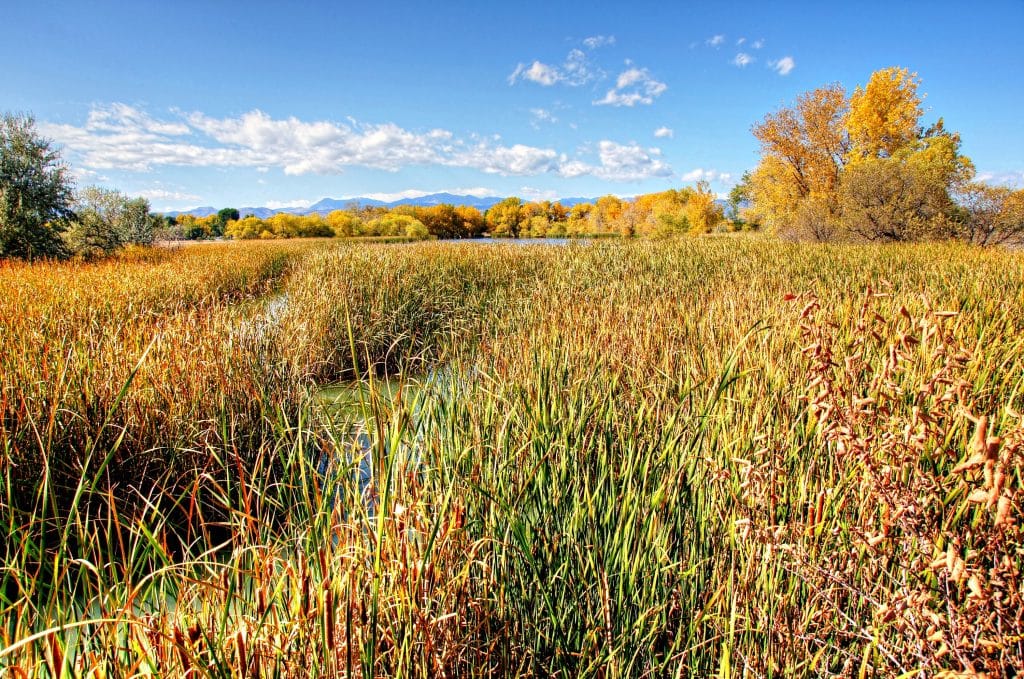 germe di grano rimedio naturale psoriasi