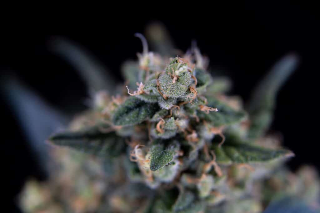 differenza tra THC e CBD