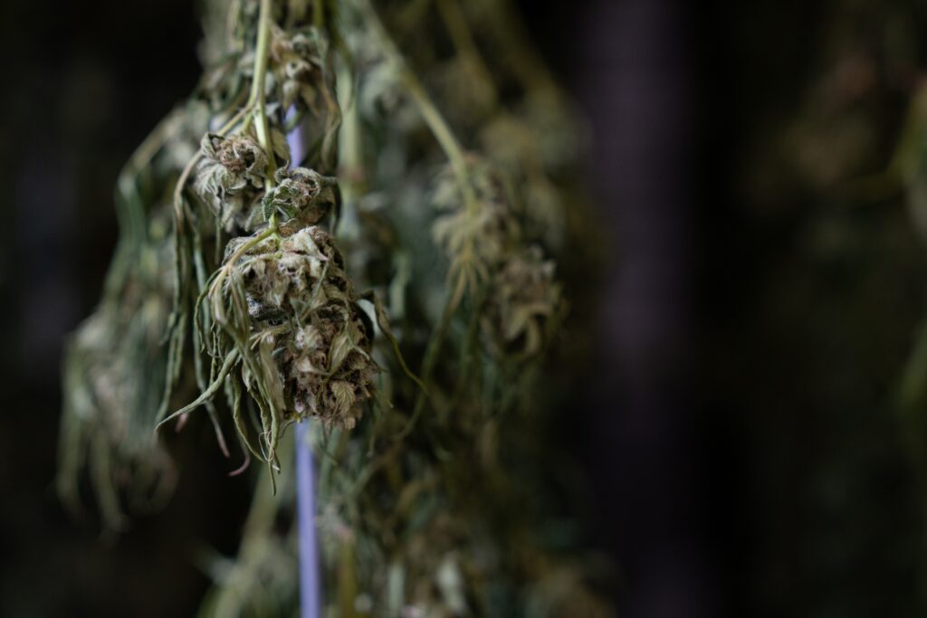 cannabis light crystalweed 5