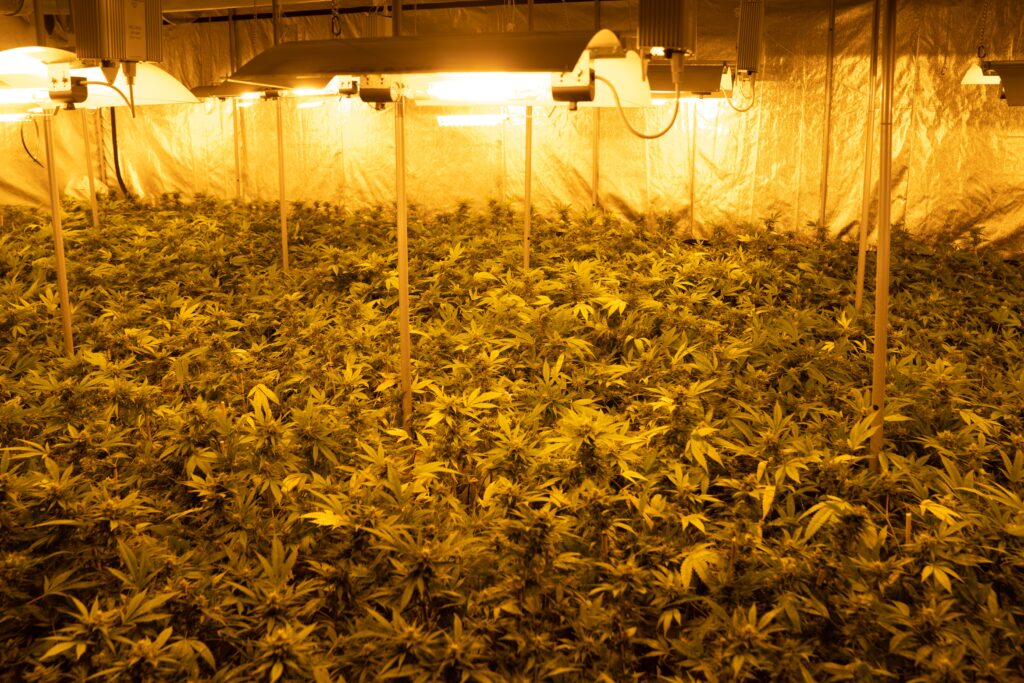 cannabis light crystalweed 6