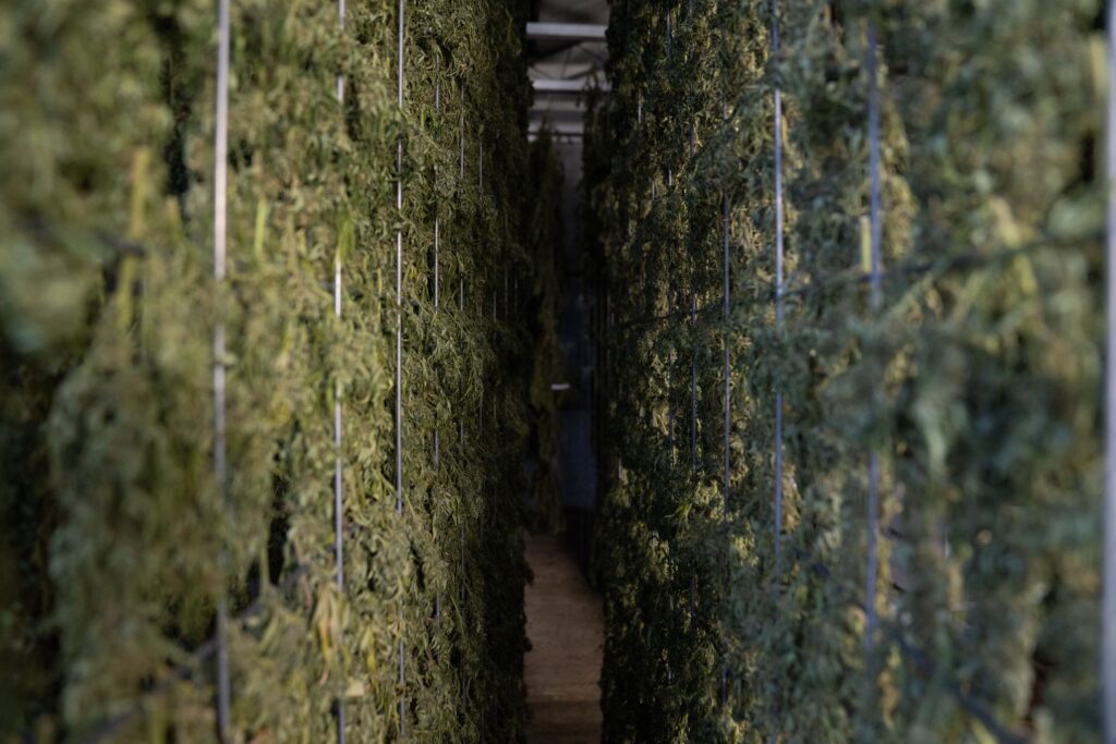 piante cannabis alta qualità