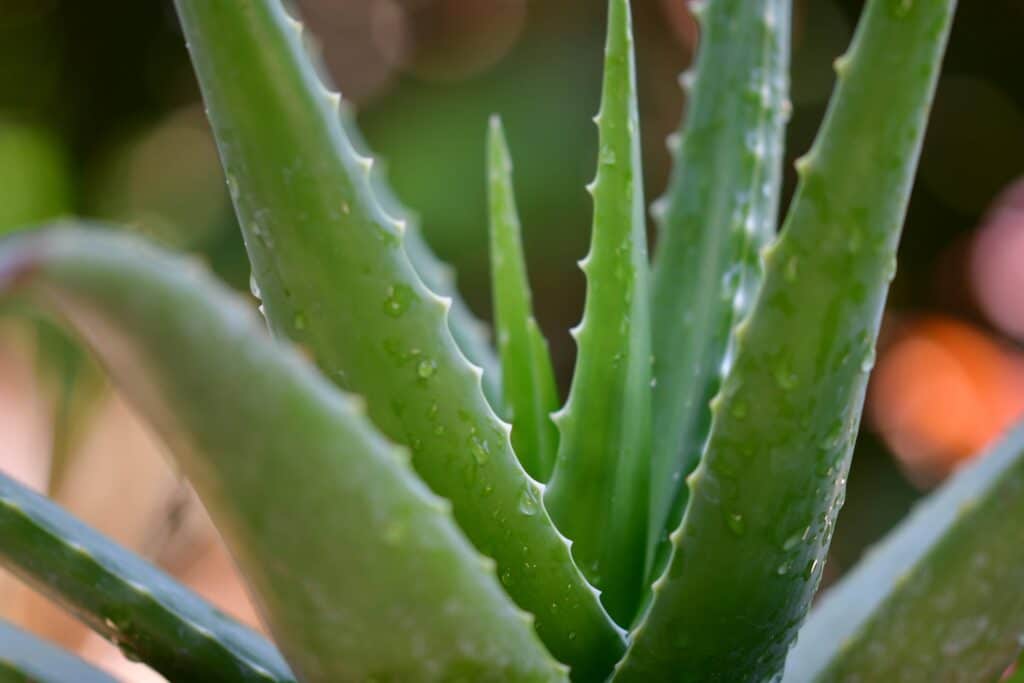aloe vera rimedio acne