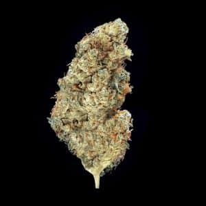 Primo piano di infiorescenza White Widow Crystalweed, compatta e resinosa, su sfondo nero.