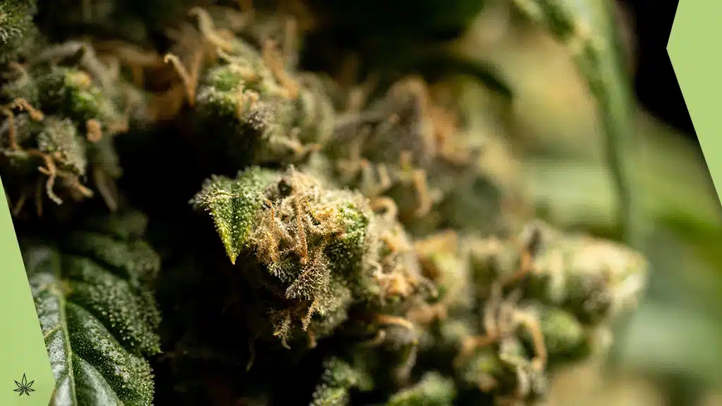 effetti benefici del CBD