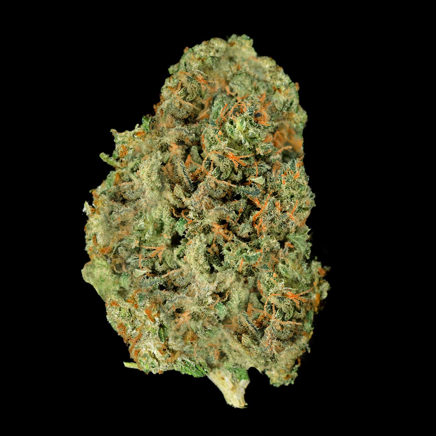 Primo piano di infiorescenza Gelato CBD Crystalweed, compatta e resinosa, su sfondo nero.