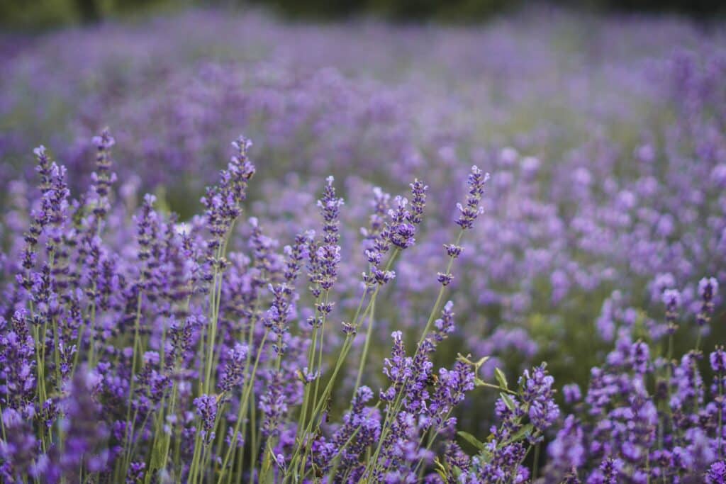 gocce naturali di Lavanda per dormire
