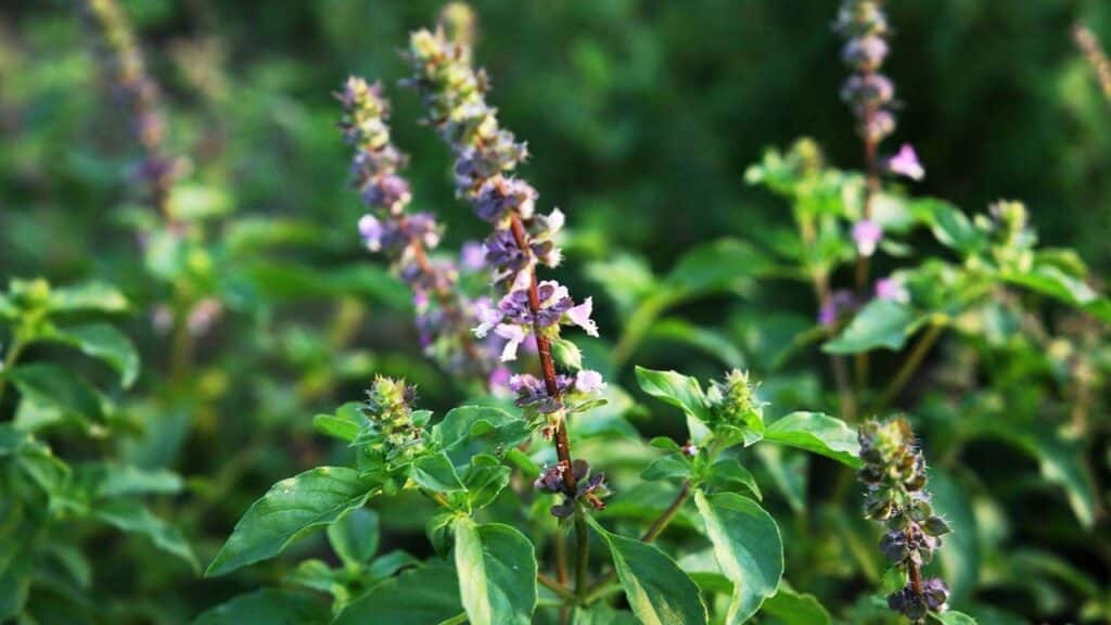 Tulsi Basilico Sacro per calmare il nervosismo