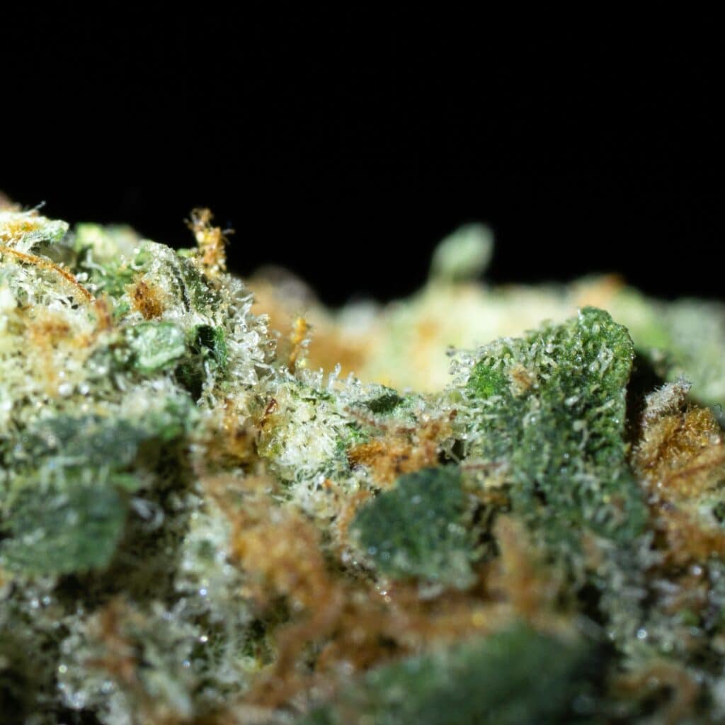 cbd sindrome tourette