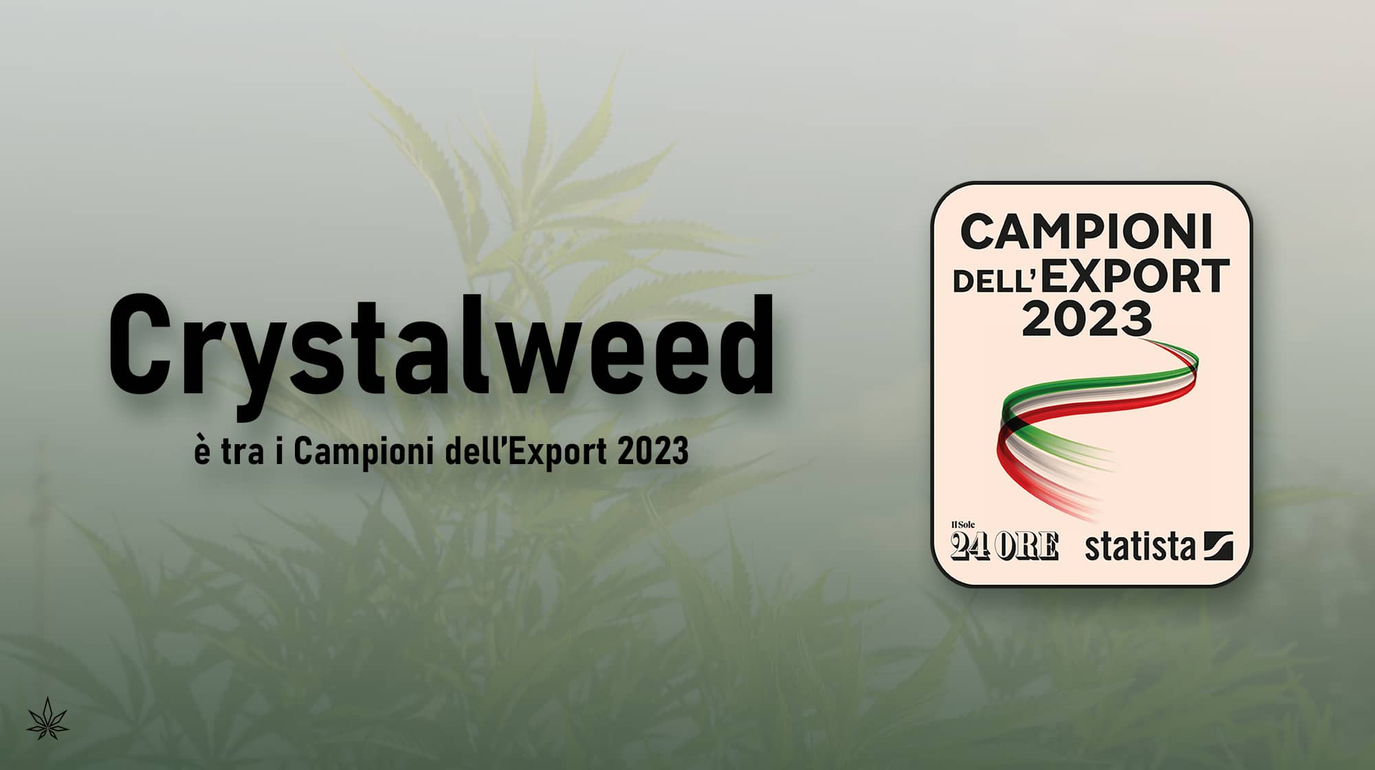 Crystalweed campioni export 2023