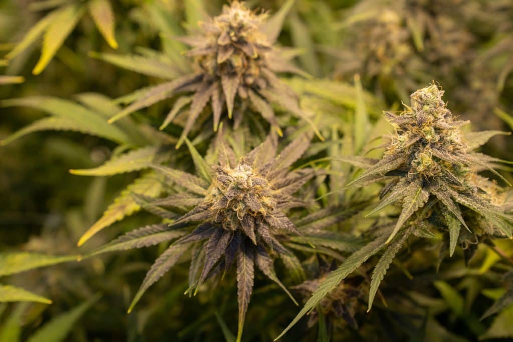 cbd interazione corpo umano