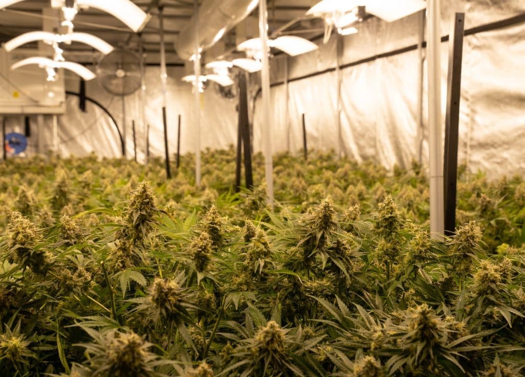 cbd interazione corpo umano