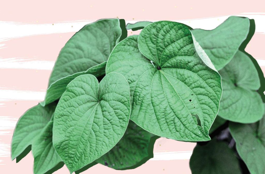 kava ansiolitico naturale