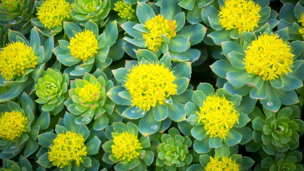 rhodiola rosea ansiolitico naturale potente