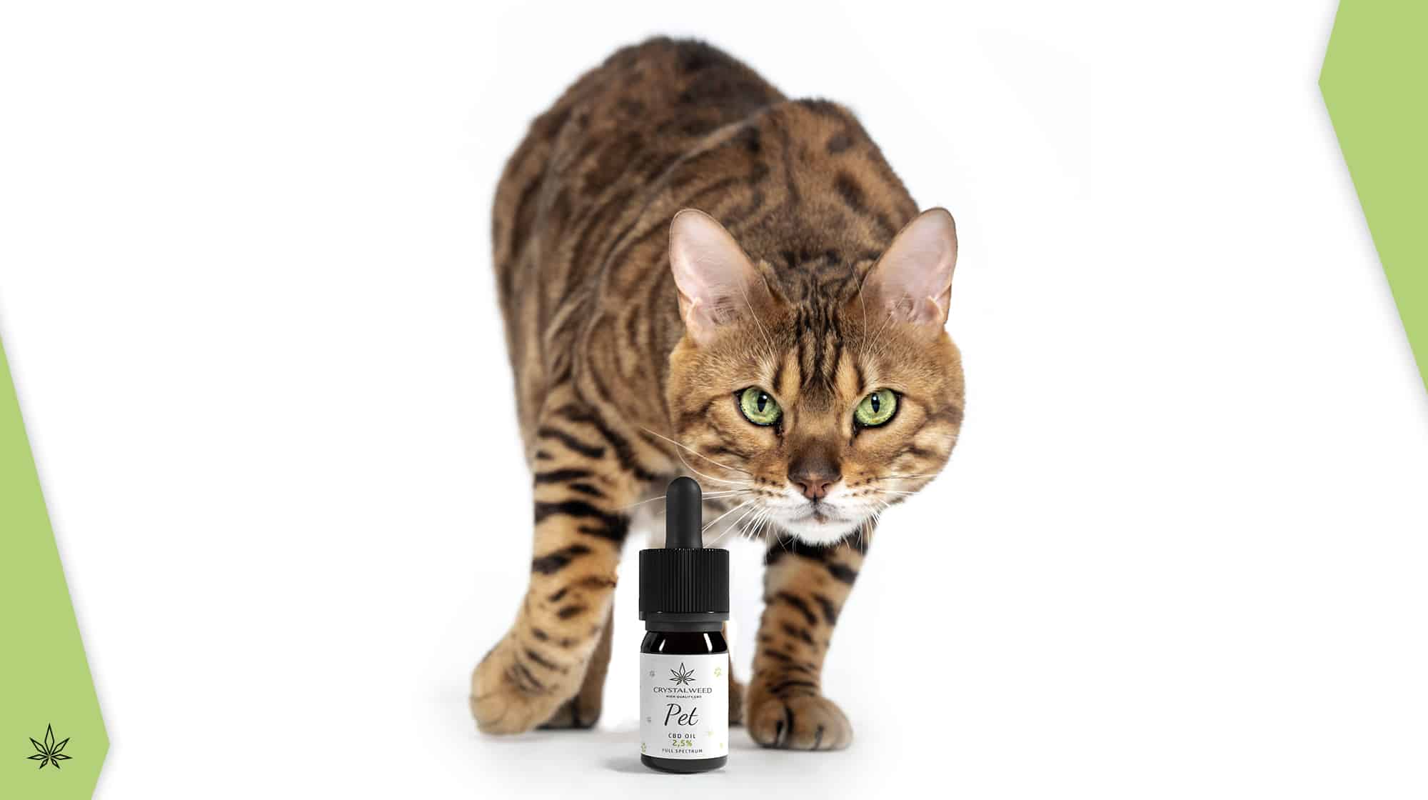 olio di CBD gatto