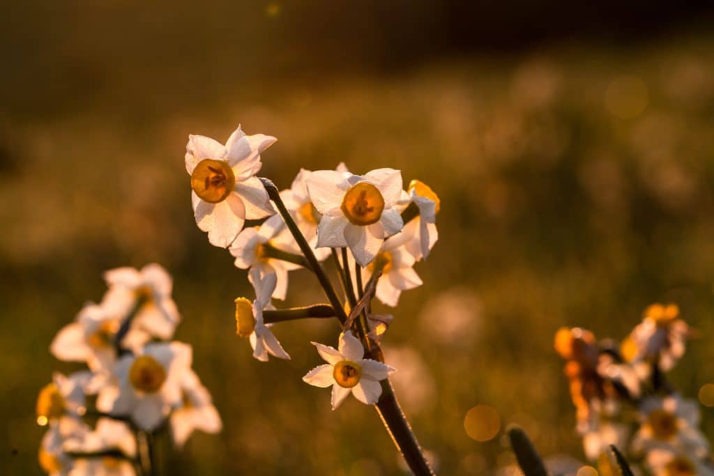 gocce naturali di biancospino per dormire