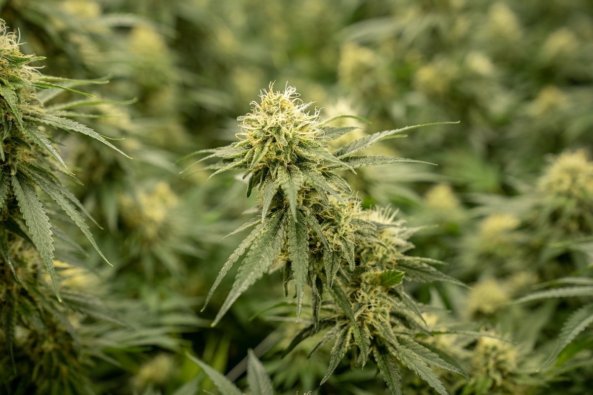 foto pianta canapa legale Crystalweed