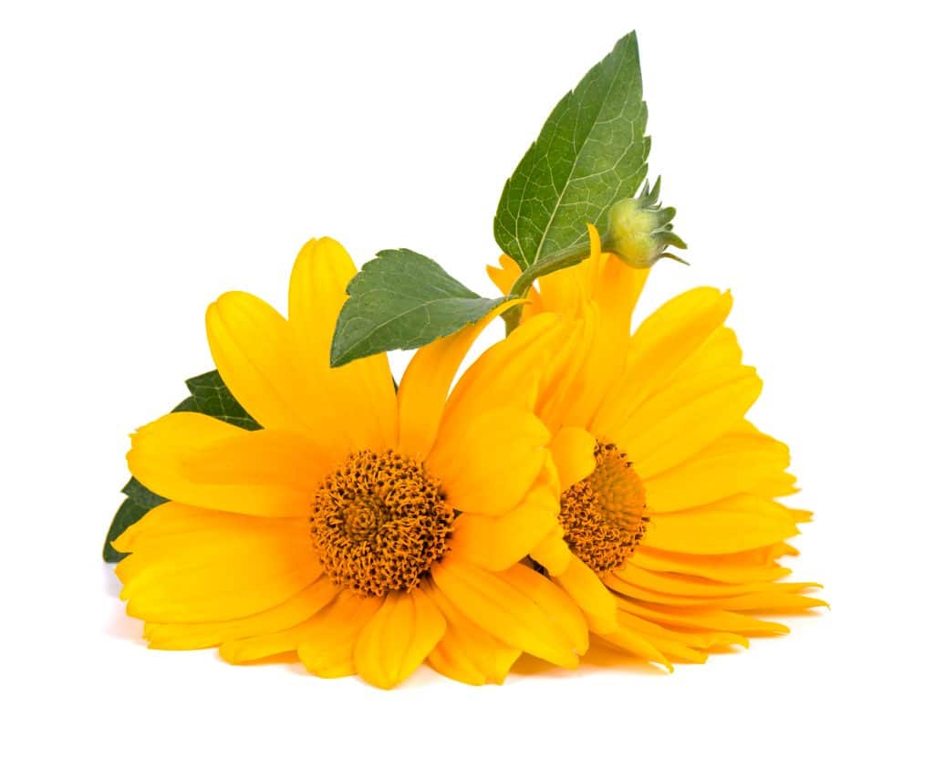 arnica antinfiammatorio naturale