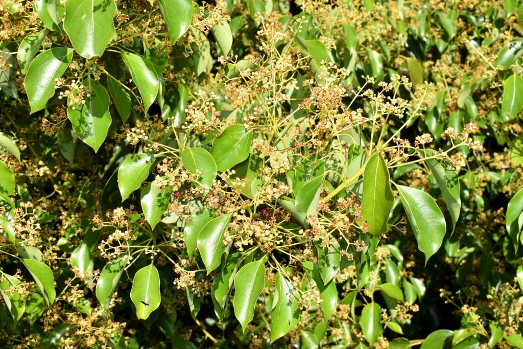 canfora rimedio cervicale