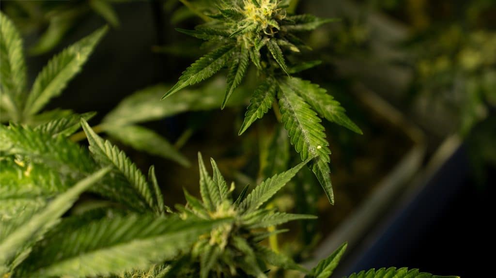 CBD antinfiammatorio naturale