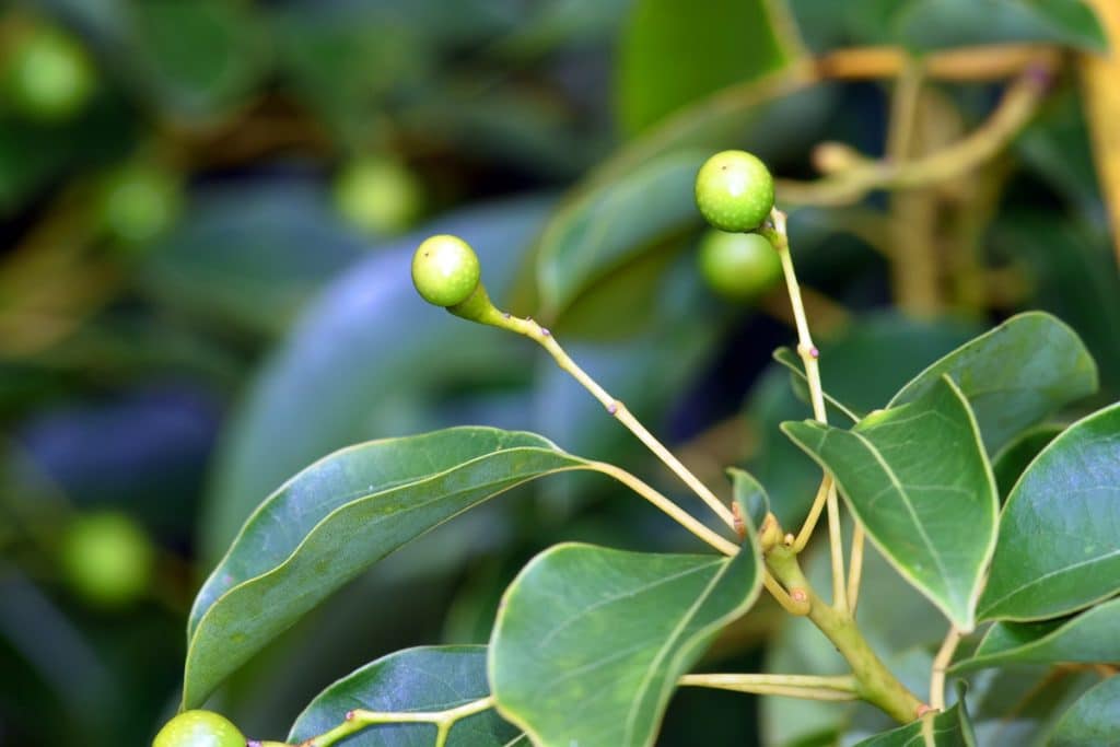 canfora antinfiammatorio naturale