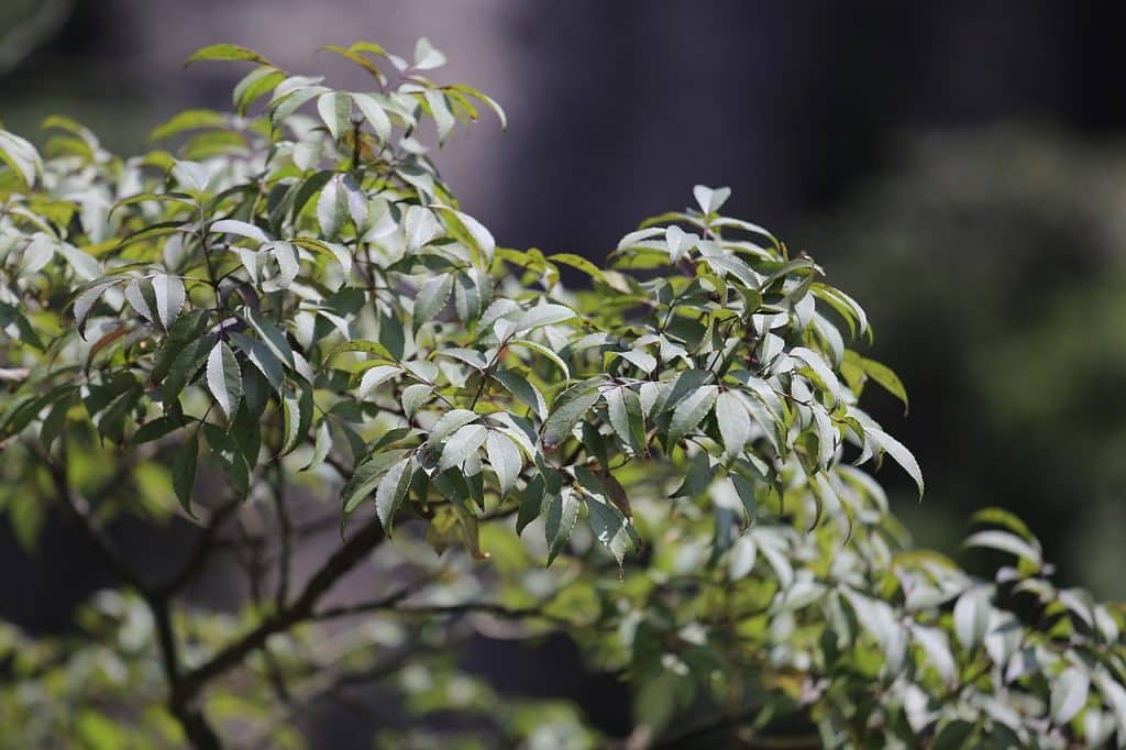 frassino antinfiammatorio naturale