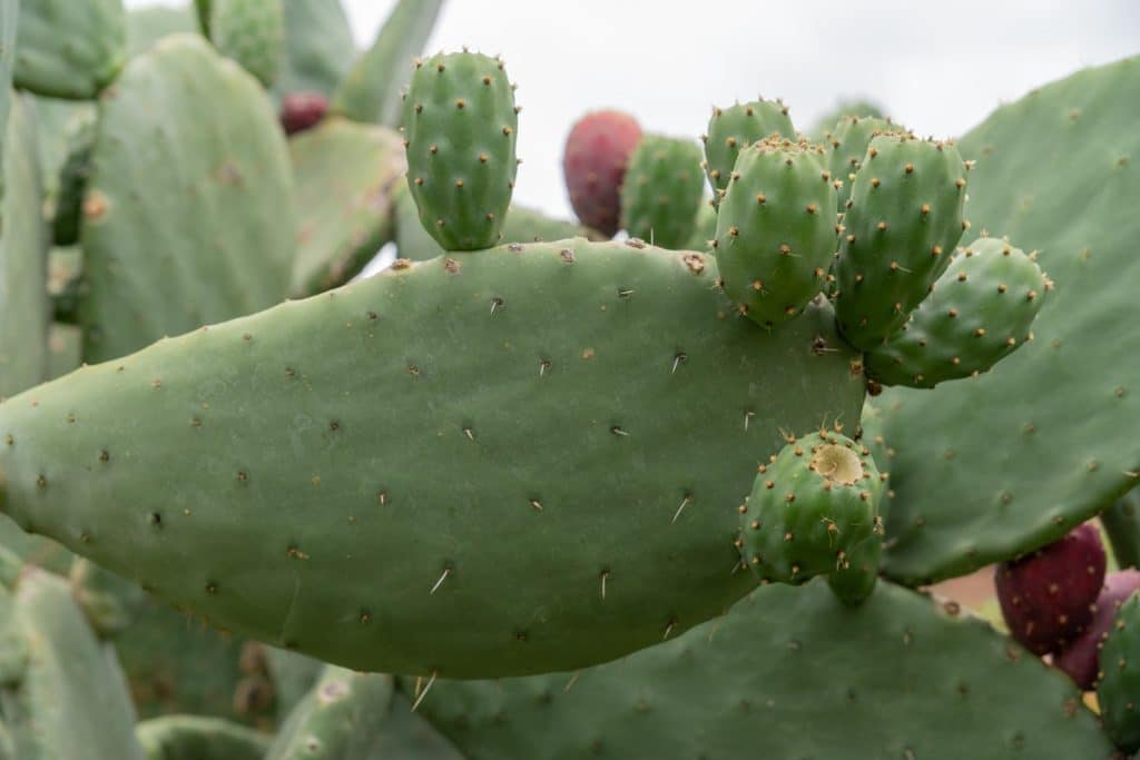 fico d'india rimedio naturale diabete