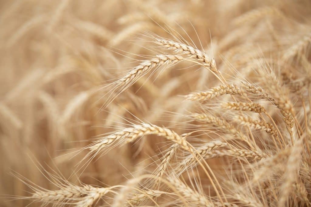 orzo rimedio diabete