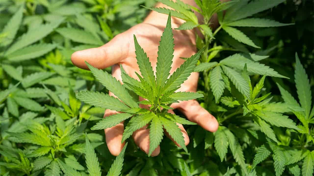 Il CBD non &egrave; illegale