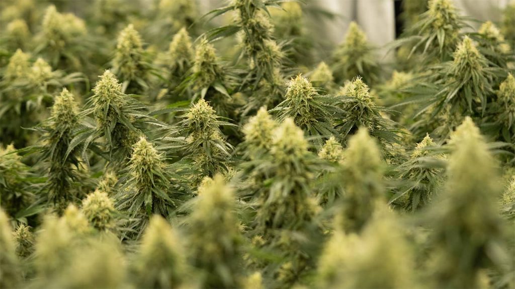 effetti cannabis legale