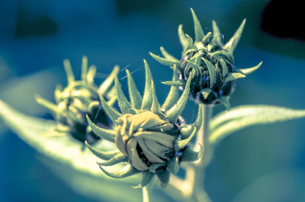 sativa e indica differenza