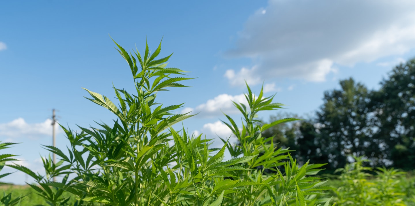 Coltivazioni di cannabis light