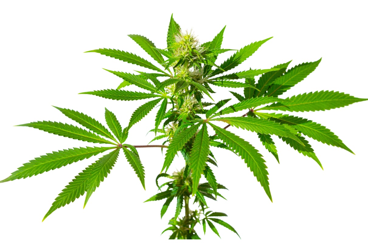 Pianta canapa Crystalweed