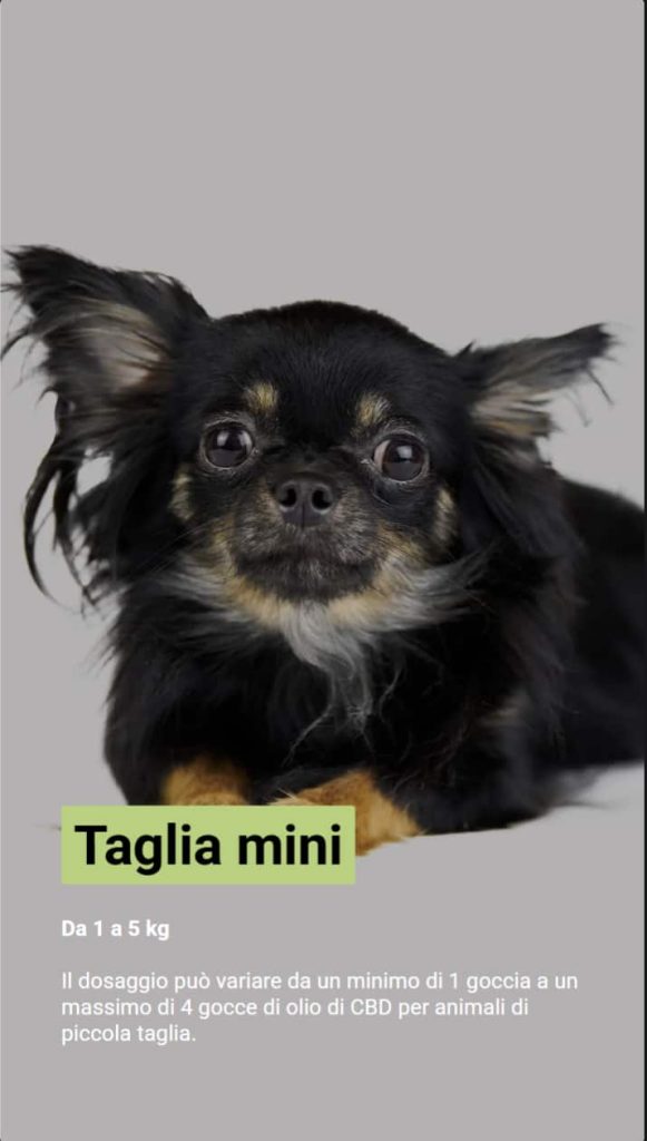 Foto di un Chihuahua nero. Il testo spiega il dosaggio di olio di CBD per cani di taglia mini tra 1 e 5 kg. Consiglia tra 1 e 4 gocce.