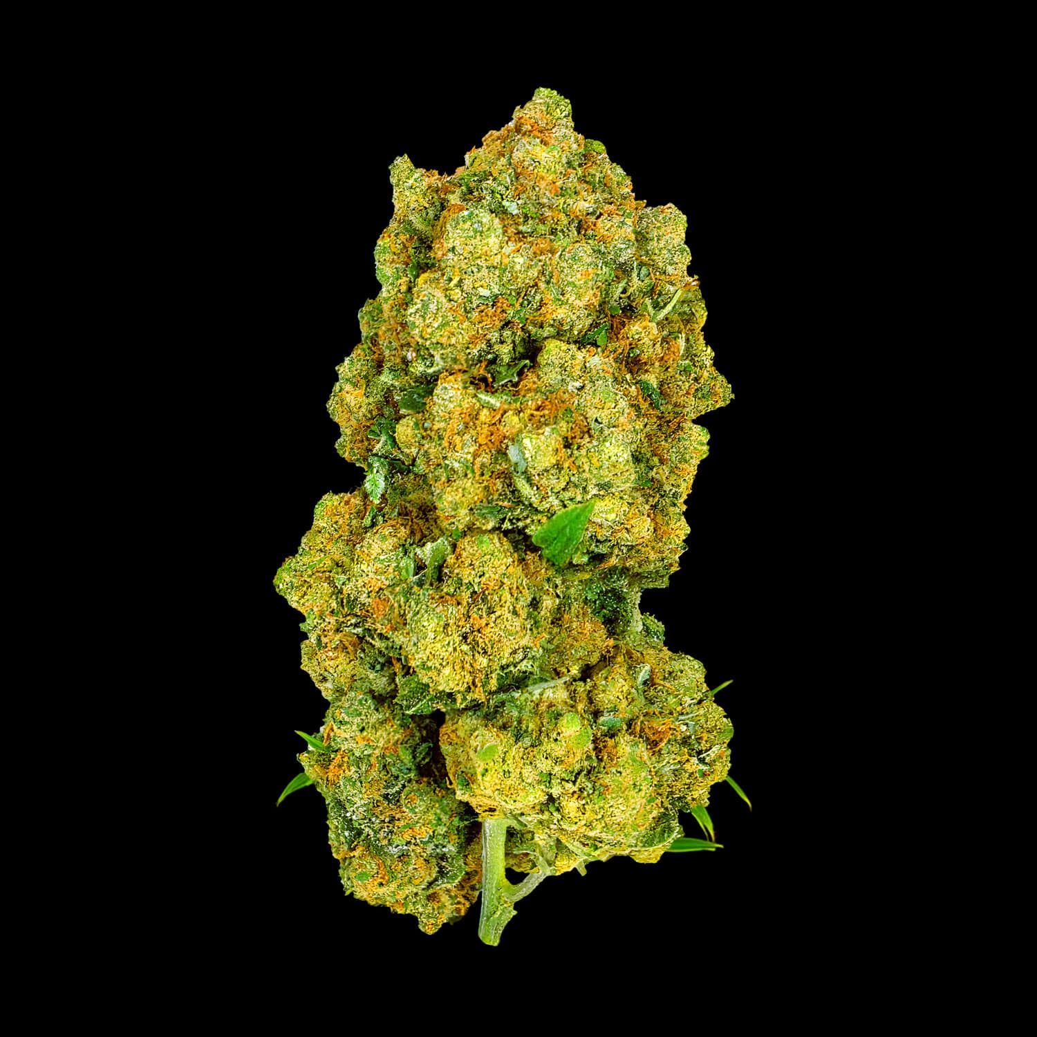 Primo piano di infiorescenza Amnesia CBD Crystalweed, compatta e resinosa, su sfondo nero.