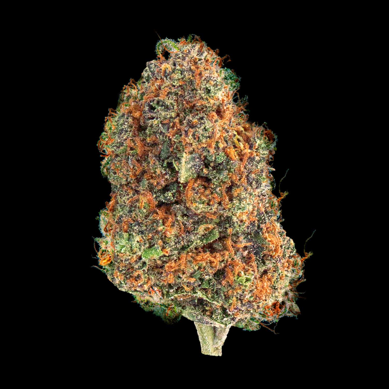 Primo piano di infiorescenza Gorilla Glue Crystalweed, compatta e resinosa, su sfondo nero.