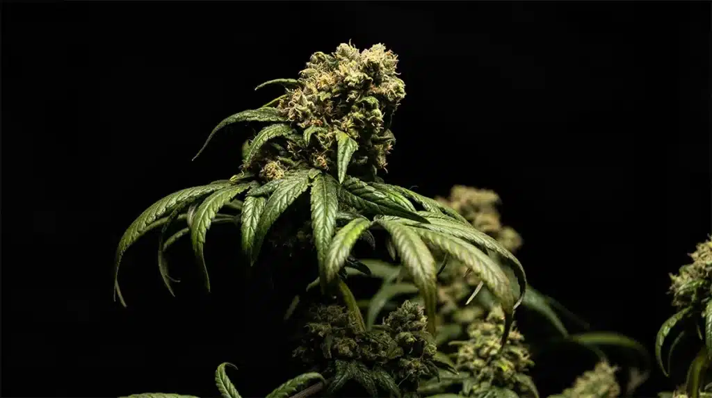 CBD antinfiammatorio naturale efficace per muscoli e tendini